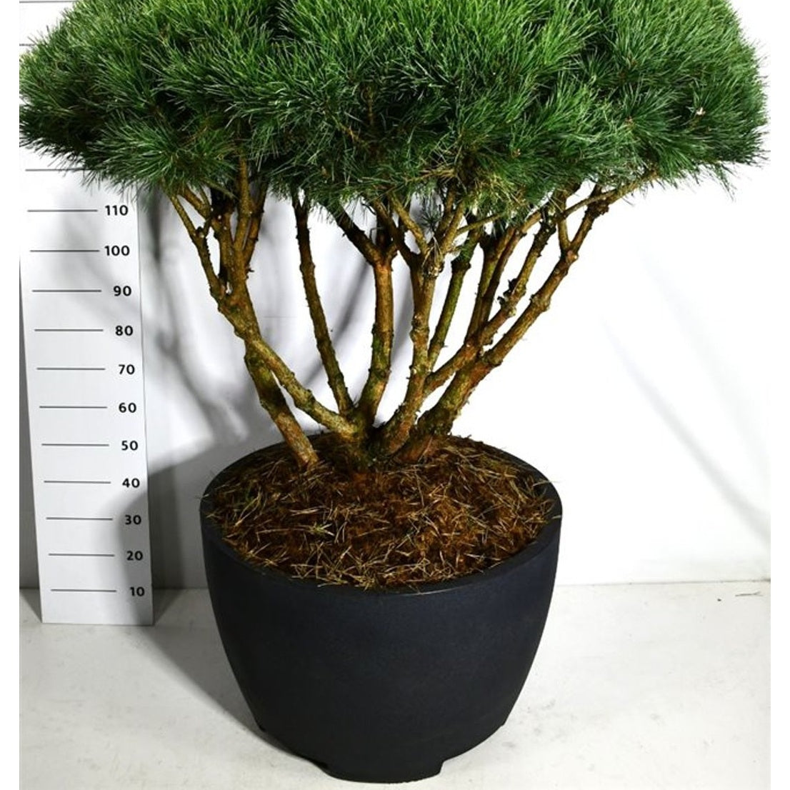 Tall – Pinus sylvestris 'Watereri' - C200 Decopot 100-125 cm. Parasol